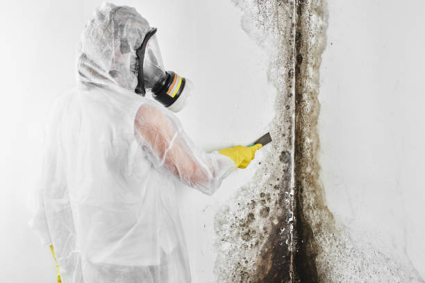 Best Crawl Space Mold Removal  in Massillon, OH