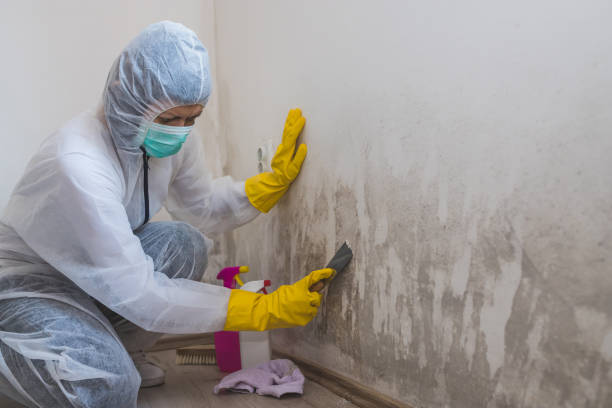 Best Attic Mold Removal  in Massillon, OH