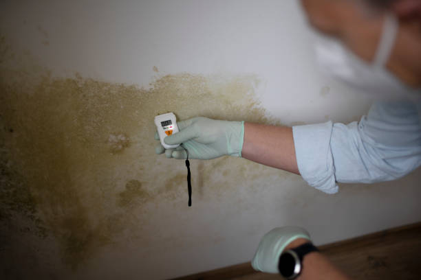 Best Local Mold Removal Service  in Massillon, OH