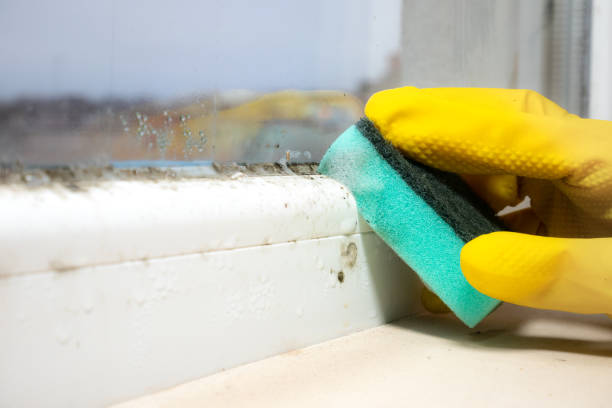 Best Commercial Mold Removal  in Massillon, OH