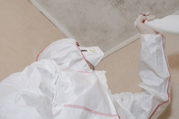 Best Local Mold Removal Service  in Massillon, OH