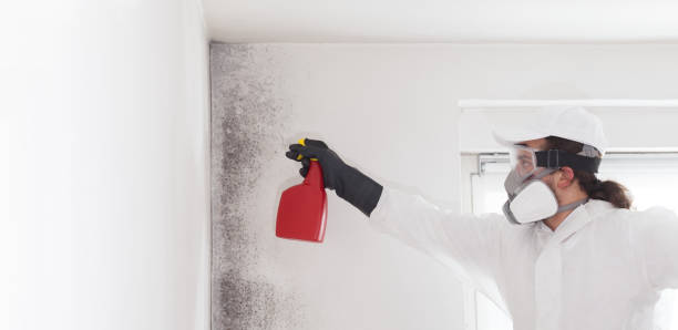 Best Mold Removal Company Near Me  in Massillon, OH