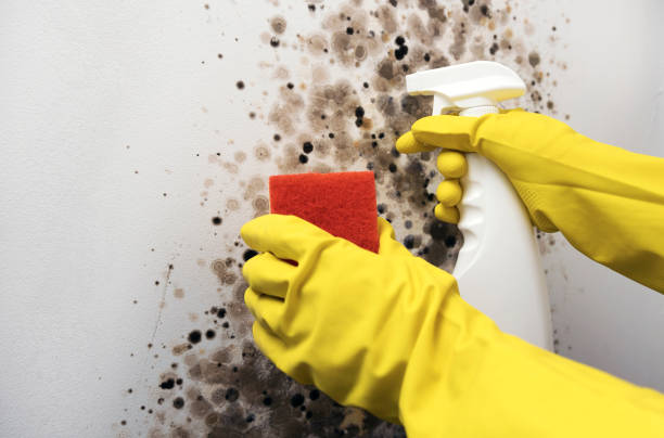 Best Attic Mold Removal  in Massillon, OH