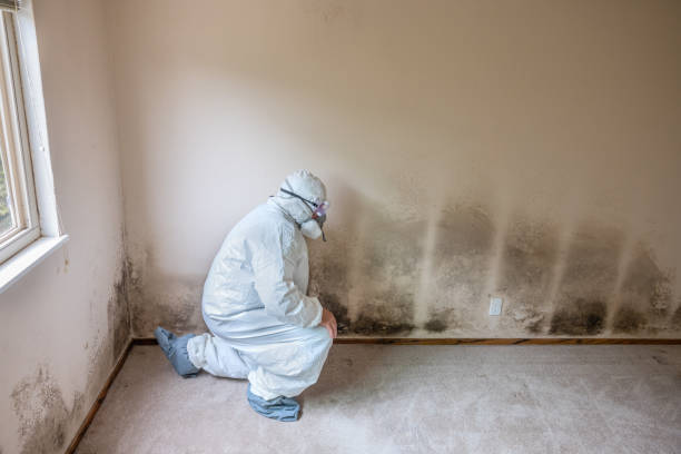 Certified Mold Removal in Massillon, OH