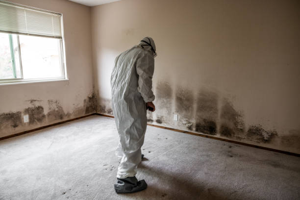 Best Mold Removal and Inspection  in Massillon, OH