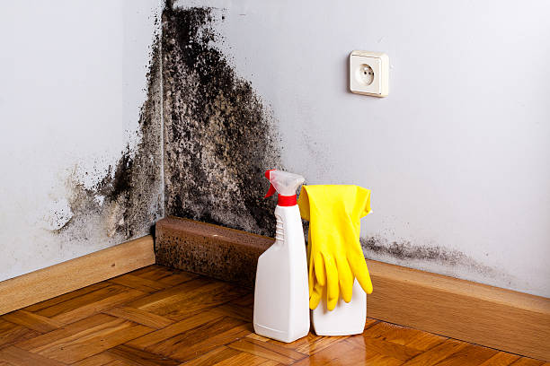 Office Mold Removal Services in Massillon, OH