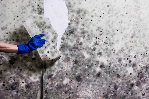 Best Toxic Mold Removal  in Massillon, OH