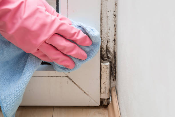 Best Black Mold Removal  in Massillon, OH